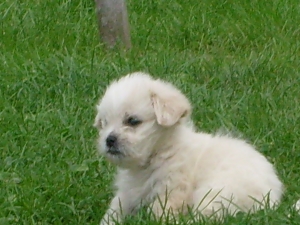 leoj
