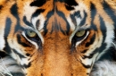 Amba_64