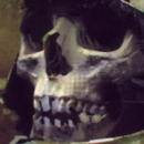 Pelegrum