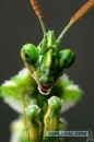 El_Mantis