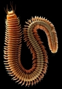Ouraboris