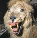 Leion