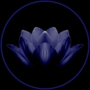 -LOTUS-