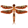 Osa