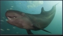 Dolphins