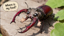 Lucanus_cervus